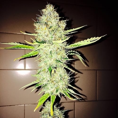 Image 3 of Super Star Tahoe OG cannabis by Dank Genetics – Indoor – Excellent harvest potential – Regular – Seed City
