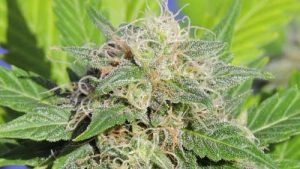 Super Auto Lemon Haze by Original Sensible Seeds – Mostly Sativa – Feminized – Resistant to Mould – image 1 – Seed City