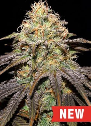 Sweet – Creative – Guaranteed female plants – Super Boof strain – image 1 – from Cream of the Crop via Seed City
