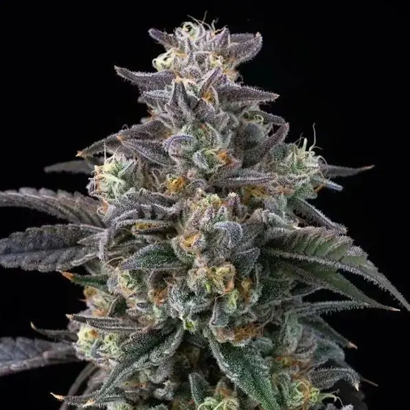 Sementes de cannabis Super Boof – Início de outubro – Fotoperíodo 12/12 – Feliz – imagem 1 de Seed City