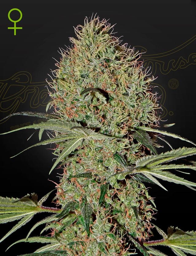 Super Bud Auto cannabis seeds – Feminized – Short (up to 80cm) – Indoor – image 1 from Seed City