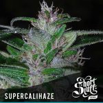 Super Cali-Haze cannabis seeds – Mostly Sativa – Super Strength – Cerebral – image 1 from Seed City