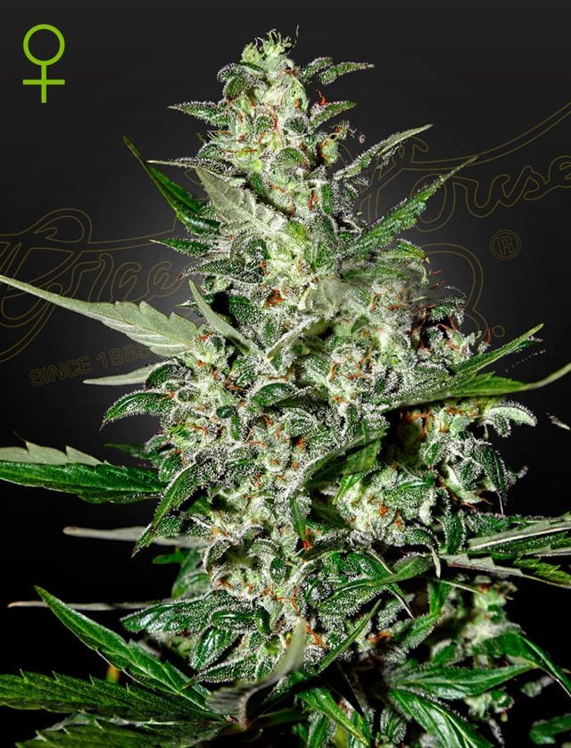 Super Critical Auto-flowering cannabis – image 1 – Seed City