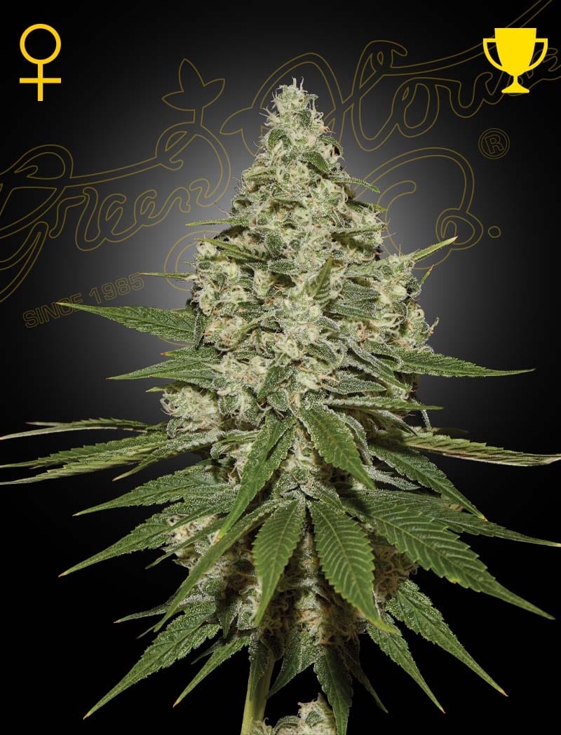 Super Lemon Haze by Green House Seeds – Feminized – 12/12 Photoperiod – Middle of October – image 1 – Seed City