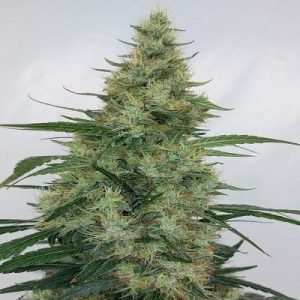 Dairy – Guaranteed female plants – Body Stone – Super Panama Haze strain – image 1 – from Ace Seed bank via Seed City