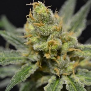 Image 1 of Super Shark cannabis by 710 Genetics – Female seeds – Indoor – Seed City