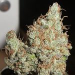 Image 1 of Super Silver Grapefruit cannabis by Ultra Genetics – Feminized – Motivational – Sativa-leaning – Seed City