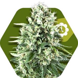 Image 1 of Super Silver Haze Auto cannabis by Zambeza Seeds – Citrus – Indoor – Feminized – Seed City