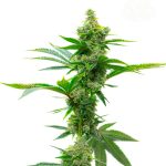 Super Silver Haze from Seed City Seeds