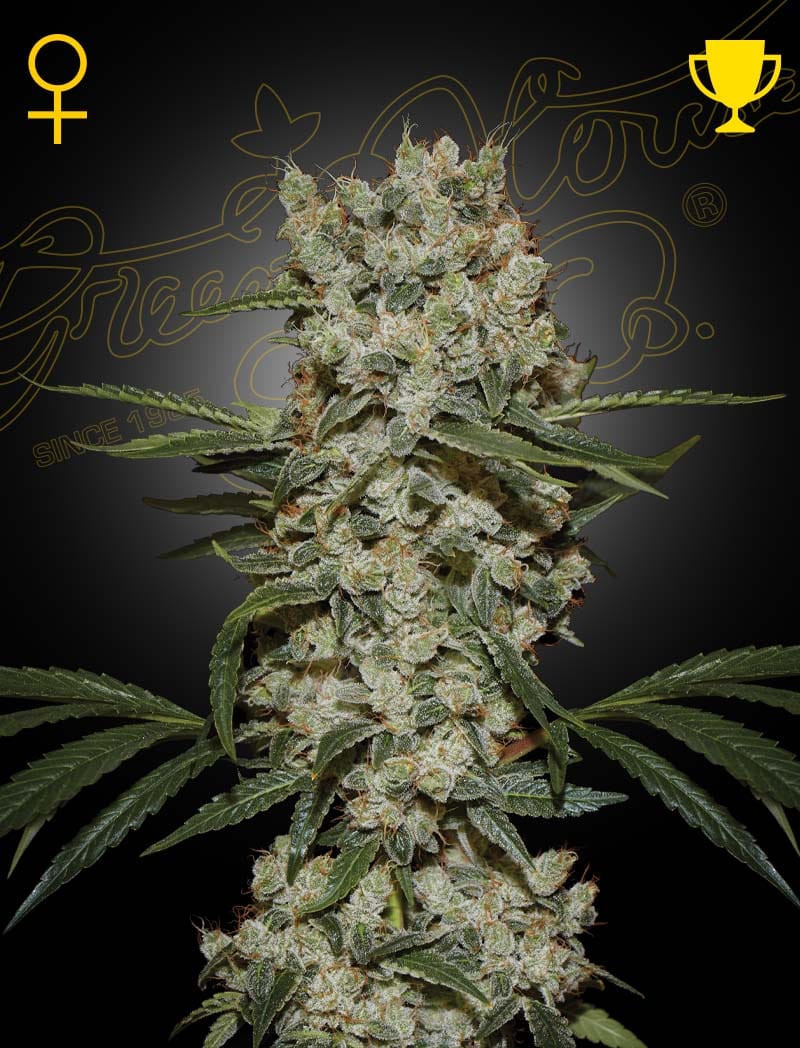 Super Silver Haze by Green House Seeds – High Yielding – Middle of October – Tall (140cm plus) – image 1 – Seed City