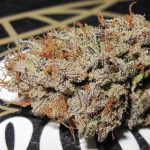 Super Silver Mandarin cannabis seeds – Outdoor cultivation – Citrus – 12/12 Photoperiod – image 1 from Seed City