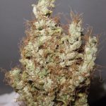 Super Silver Martian Haze by Ultra Genetics – 12/12 Photoperiod – Floral – Sativa-leaning – image 1 – Seed City