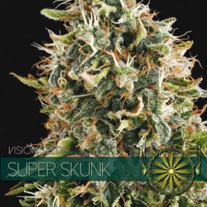 Super Skunk by Vision Seeds – Excellent harvest potential – 12/12 Photoperiod – Middle of October – image 1 – Seed City