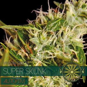 Image 1 of Super Skunk Auto cannabis by Vision Seeds – Nausea – Skunky – Indica-heavy – Seed City