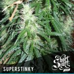 Super Stinky from Short Stuff Seeds