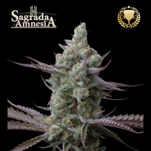 Image 1 of Superior Sagrada Amnesia cannabis by Seed Stockers – Tall (140cm plus) – Citrus – High Yielding – Seed City