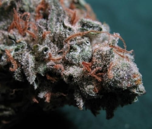 showing Indica-heavy – The End of September – Feminized – image 2 – Seed City