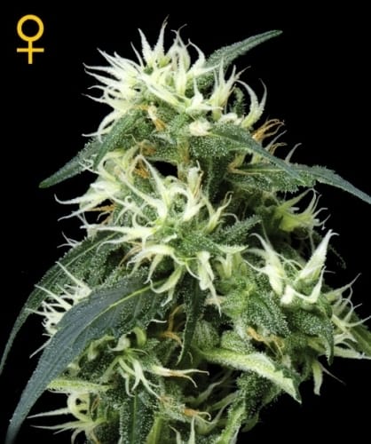 Sweet Mango Autoflowering cannabis seeds – Auto-Flowering – Indica Dominant – Sour – image 2 from Seed City