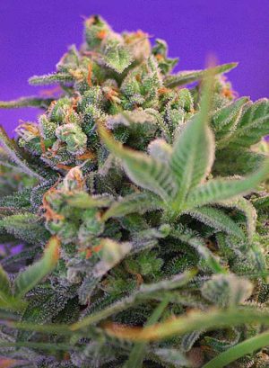 Sweet Cheese cannabis seeds – Suited for indoor growing – High Yielding – 12/12 Photoperiod – image 1 from Seed City