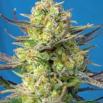 Sativa Dominant – Skunky – Feminized – Sweet Cheese XL Auto strain – image 1 – from Sweet Seeds via Seed City