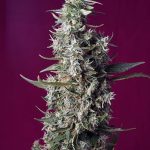 Creative – Super Strength – Feminized – Sweet Cherry Pie strain – image 1 – from Sweet Seeds via Seed City