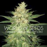Columbian Gold Ryder cannabis seeds – Female seeds – Indica Dominant – Large yield – image 1 from Seed City