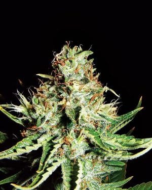 Sweet Cream Auto