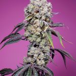 Guaranteed female plants – Sweet Mandarine Zkittlez F1 Fast Version strain – image 1 – from Sweet Seeds via Seed City