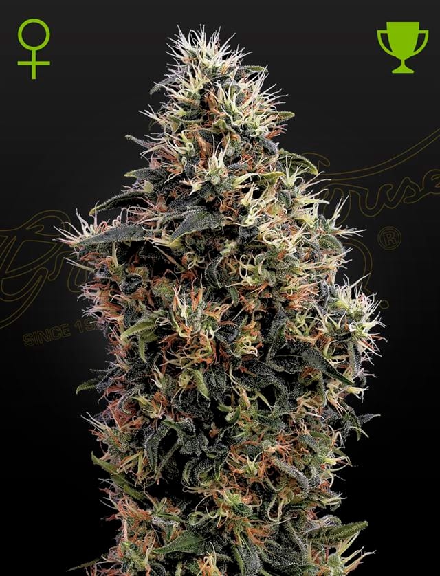 Sweet Mango Autoflowering cannabis seeds – Auto-Flowering – Sour – Guaranteed female plants – image 1 from Seed City
