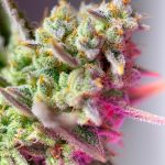 Sweet Mimosa XL Auto cannabis seeds – Auto-Flowering – Sativa Dominant – Citrus – image 1 from Seed City