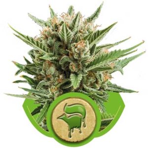 Image 1 of Sweet Skunk Automatic cannabis by Royal Queen Seeds – Outdoor – Auto-Flowering – Feminized – Seed City
