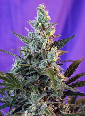 Sweet Skunk F1 Fast Version cannabis seeds – Spicy – 12/12 Photoperiod – Feminized – image 1 from Seed City
