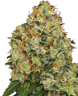 Sweet Tangerine Tango Automatic