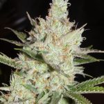 Sweet – Regular – 12/12 Photoperiod – Sweet Tea strain – image 1 – from Subcools The Dank via Seed City