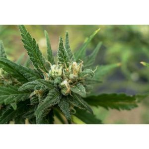 Sweet Tooth cannabis seeds – Middle of November – Cerebral – 50% Indica/50% Sativa – image 1 from Seed City