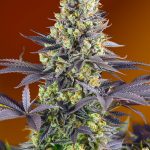 Sweet Zkittlez by Sweet Seeds – Super Strength – Good for outdoor grow – Relaxing – image 1 – Seed City