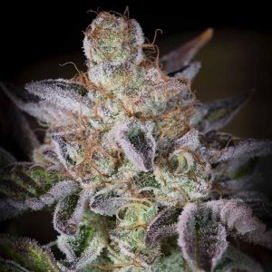 Sweetopia cannabis seeds – Female seeds – Good for outdoor grow – Social – image 1 from Seed City