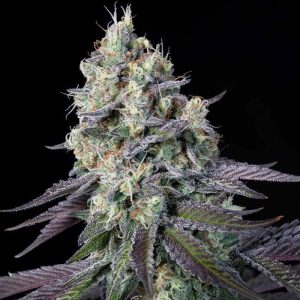 Purple Mints by Paradise Seeds – Couch Lock – Mostly Indica – Large yield – image 1 – Seed City