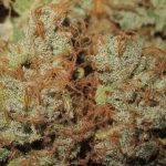 TEC 9 from Ultra Genetics