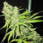 TEC 9 cannabis seeds – 12/12 Photoperiod – Indoor – Hashy – image 1 from Seed City