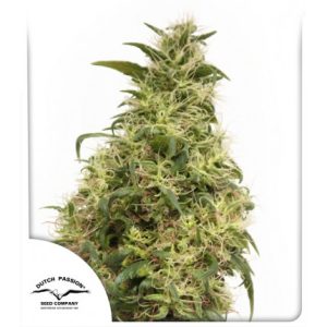 Citrus – Outdoor – 12/12 Photoperiod – THC-Victory strain – image 1 – from Dutch Passion Seeds via Seed City