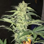 S.A.G.E. CBD by TH Seeds – Outdoor – Nerve Pain – High CBD – image 3 – Seed City