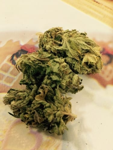 Original Tahoe S1 by Dr Underground – 12/12 Photoperiod – Outdoor – Guaranteed female plants – image 2 – Seed City