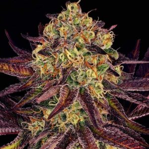 Tangerine Sorbet cannabis seeds – Outdoor – Mostly Indica – Spicy – image 1 from Seed City