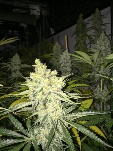 showing Indoor – 12/12 Photoperiod – Mostly Sativa – image 3 – Seed City