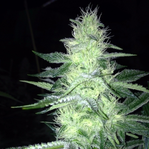 Tangie Ghost Train from Little Chief Collabs