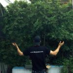 Image 2 of Tank cannabis by VIP Seeds – The End of September – Feminized – Social – Seed City