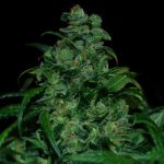 Image 1 of Tank cannabis by VIP Seeds – Spicy – Sativa-leaning – 12/12 Photoperiod – Seed City