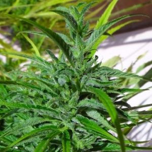 Thai by Ace Seed bank – Euphoric – Dairy – Regular – image 1 – Seed City
