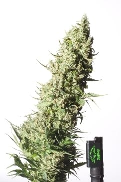 The Ultimate cannabis seeds – High Yielding – Short (up to 80cm) – Feminized – image 2 from Seed City